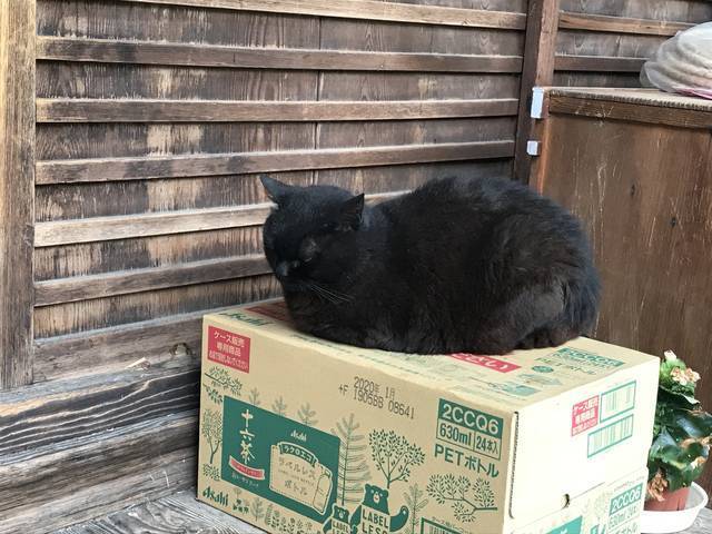 京都の花 お酒の神様を祀る日本三大酒神神社 別名 猫神社 であじさいとネコの共演 梅宮大社 19年6月17日 エキサイトニュース