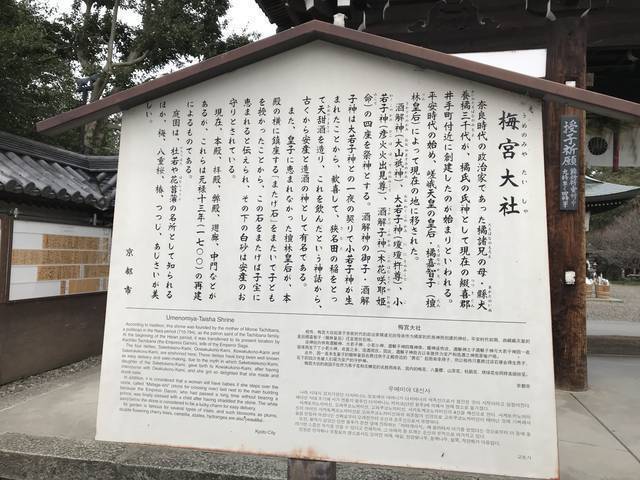 京都の花 お酒の神様を祀る日本三大酒神神社 別名 猫神社 であじさいとネコの共演 梅宮大社 19年6月17日 エキサイトニュース