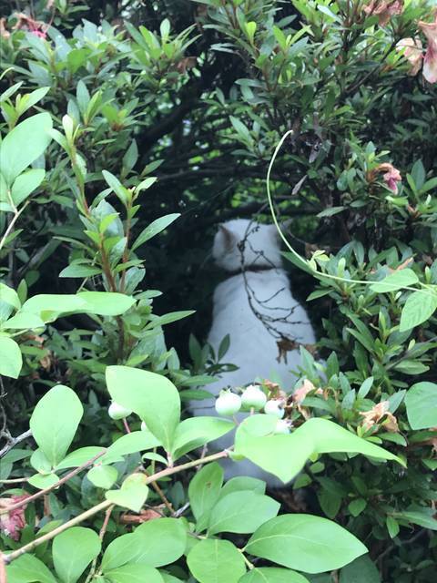 京都の花 お酒の神様を祀る日本三大酒神神社 別名 猫神社 であじさいとネコの共演 梅宮大社 19年6月17日 エキサイトニュース