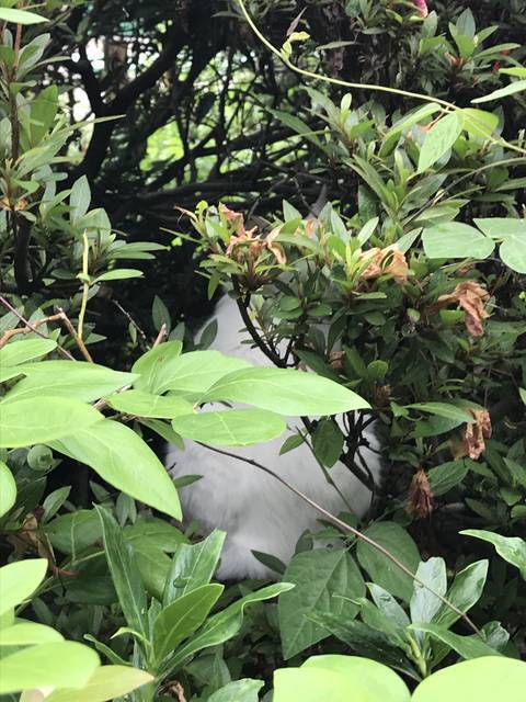 京都の花 お酒の神様を祀る日本三大酒神神社 別名 猫神社 であじさいとネコの共演 梅宮大社 19年6月17日 エキサイトニュース