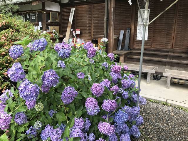 京都の花 お酒の神様を祀る日本三大酒神神社 別名 猫神社 であじさいとネコの共演 梅宮大社 19年6月17日 エキサイトニュース