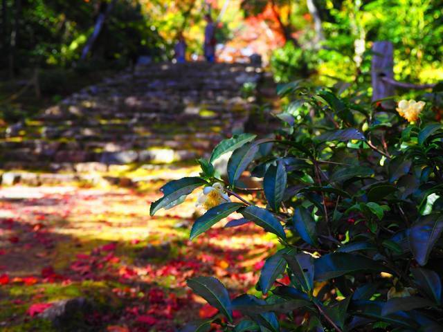 京都秋の特別公開 浄住寺 洛西の黄檗建築と紅葉の参道 19年11月28日 エキサイトニュース 2 6