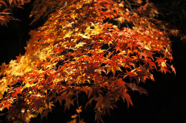 19年京都の紅葉ライトアップ 神秘的な青い星がまたたく日本庭園 青蓮院門跡 17年12月4日 エキサイトニュース