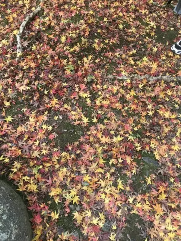 「【京都紅葉】『そうだ京都、行こう。』でも有名になった赤絨毯「毘沙門堂」」の画像