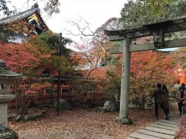 「【京都紅葉】『そうだ京都、行こう。』でも有名になった赤絨毯「毘沙門堂」」の画像