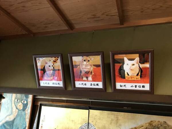 京都カフェめぐり ネコカオスのお寺 世界中のネコ好き注目店 十猫十色のギャラリーも 猫猫寺 にゃんにゃんじ 年4月6日 エキサイトニュース