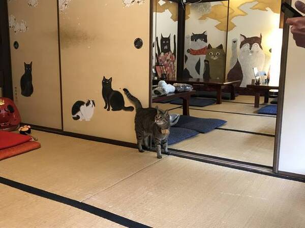 京都カフェめぐり ネコカオスのお寺 世界中のネコ好き注目店 十猫十色のギャラリーも 猫猫寺 にゃんにゃんじ 年4月6日 エキサイトニュース