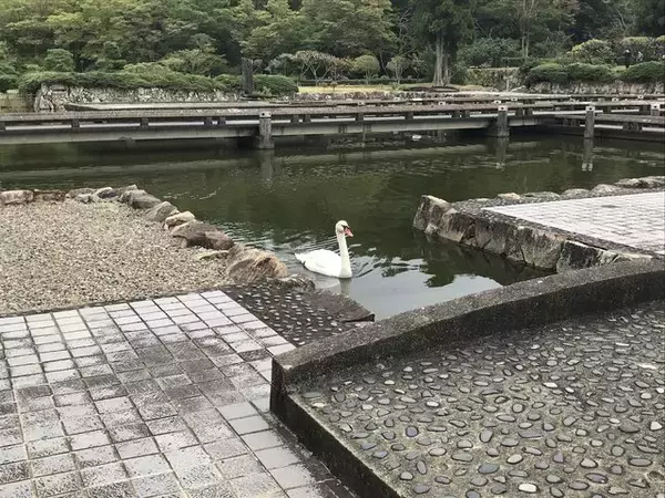 「【京都建物探訪】昭和モダニズム建築が一般公開☆借景恵まれた回遊式庭園必見「国立京都国際会館」」の画像