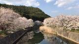 「とっておきの京都の桜「京北編①」気分はプチトリップ！森林に囲まれた京北町へ」の画像3