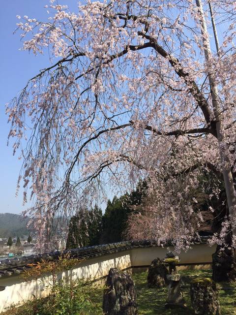 とっておきの京都の桜「京北編①」気分はプチトリップ！森林に囲まれた京北町へ