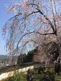 「とっておきの京都の桜「京北編①」気分はプチトリップ！森林に囲まれた京北町へ」の画像4