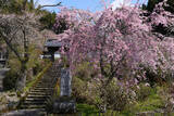 「とっておきの京都の桜「京北編①」気分はプチトリップ！森林に囲まれた京北町へ」の画像1