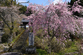 とっておきの京都の桜「京北編①」気分はプチトリップ！森林に囲まれた京北町へ