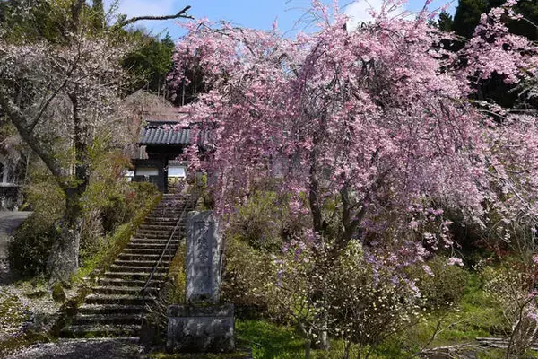 「とっておきの京都の桜「京北編①」気分はプチトリップ！森林に囲まれた京北町へ」の画像