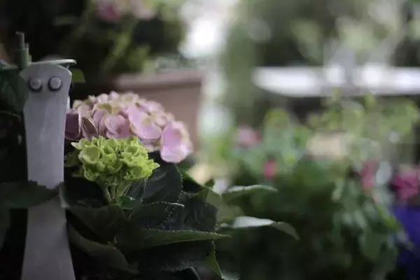「花と緑に囲まれてお茶できます ♪ 京都・鴨川のほとり「喫茶いのん」【神宮丸太町】」の画像