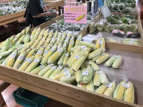 「【京都おうちグルメ】注目ブランド牛『亀岡牛』がゴロンと贅沢に入ったレトルトカレー「たわわ朝霧」」の画像