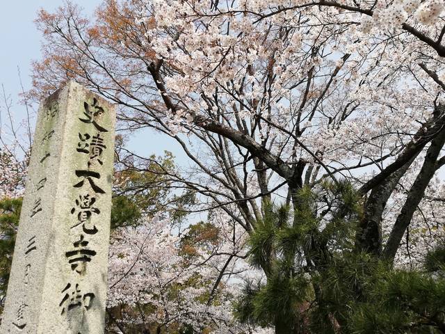 【聖地巡礼】文豪、谷崎潤一郎の「細雪」でマキオカ姉妹が愛した京都の桜スポットを行く《前編》