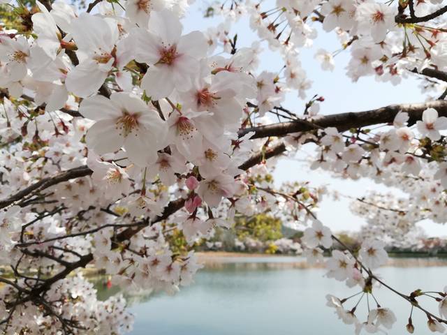 【聖地巡礼】文豪、谷崎潤一郎の「細雪」でマキオカ姉妹が愛した京都の桜スポットを行く《前編》