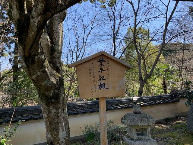 【京都の名桜】歌人 在原業平ゆかりの西京区「十輪寺」のなりひら桜