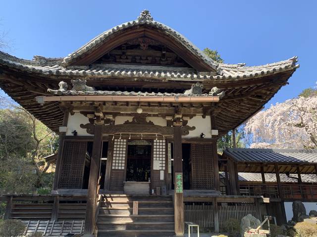 【京都の名桜】歌人 在原業平ゆかりの西京区「十輪寺」のなりひら桜