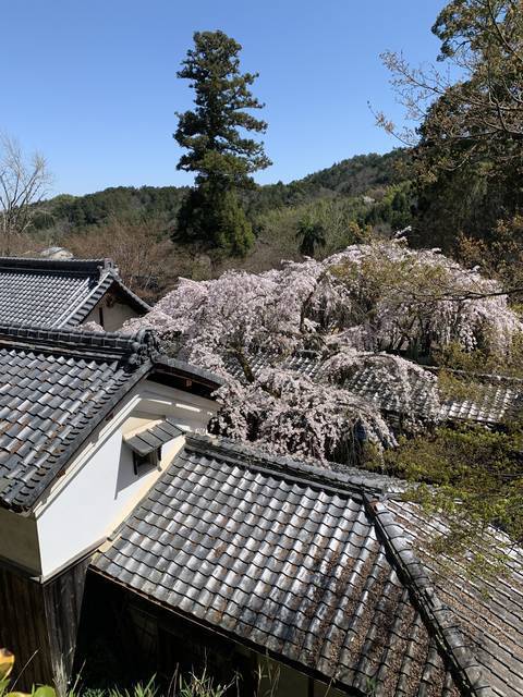 【京都の名桜】歌人 在原業平ゆかりの西京区「十輪寺」のなりひら桜