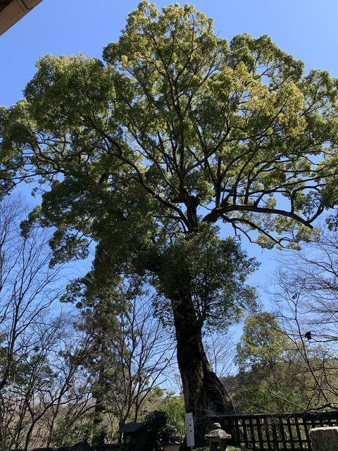 【京都の名桜】歌人 在原業平ゆかりの西京区「十輪寺」のなりひら桜