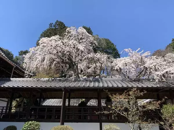 【京都の名桜】歌人 在原業平ゆかりの西京区「十輪寺」のなりひら桜