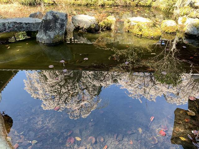 【京都の名桜】歌人 在原業平ゆかりの西京区「十輪寺」のなりひら桜