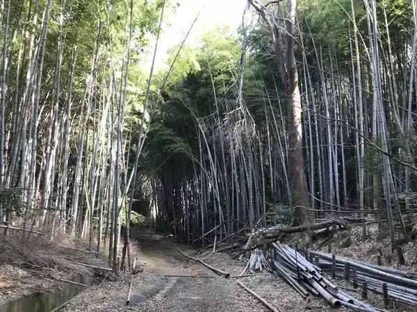 「【京都史跡】登山感覚で訪れたい！京大桂キャンパス裏の幻の山城跡「峰ヶ堂城址」」の画像