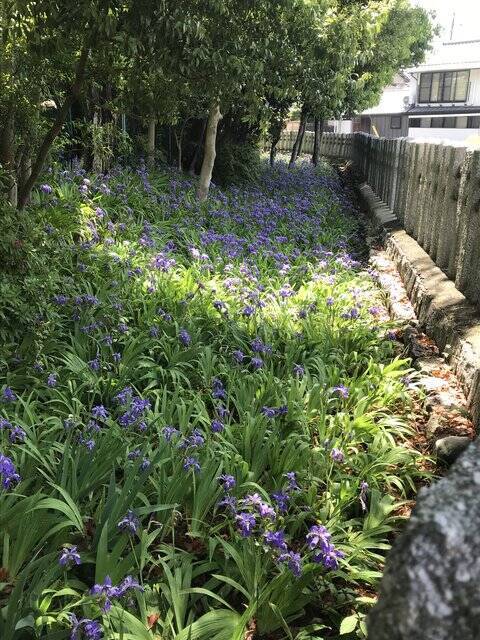 京都の花 応仁の乱 勃発地 季節の花 一初 も見頃 皇室ゆかり 上御霊神社 21年5月1日 エキサイトニュース