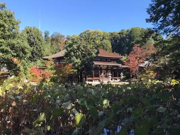 「【京都建物】平安様式の国宝阿弥陀堂と圧巻の仏像☆わざわざ訪れたい穴場寺院「法界寺」」の画像