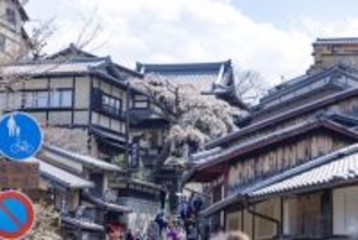 【京都】産寧坂のしだれ桜が倒木　今まで素敵な景色をありがとう