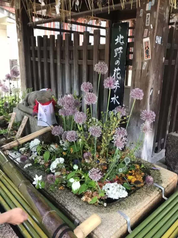 「【京都ぶらり】北野天満宮で夏越の祓“茅の輪くぐり”＆“天神さん”行ってきました☆」の画像