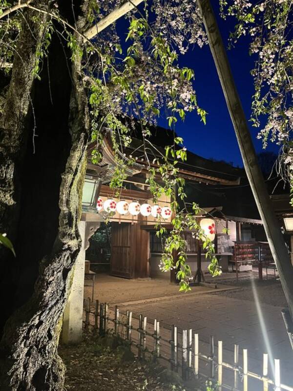 京都観光 約60種400本の桜が咲き乱れる 京都屈指の桜の名所 平野神社 桜ライトアップ 22年4月12日 エキサイトニュース