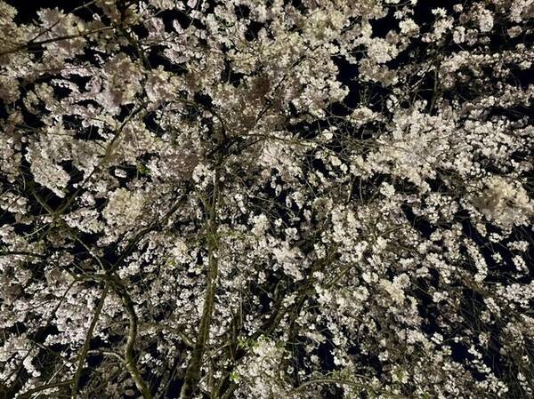 京都観光 約60種400本の桜が咲き乱れる 京都屈指の桜の名所 平野神社 桜ライトアップ 22年4月12日 エキサイトニュース