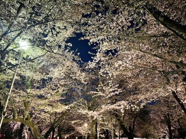 京都観光 約60種400本の桜が咲き乱れる 京都屈指の桜の名所 平野神社 桜ライトアップ 22年4月12日 エキサイトニュース