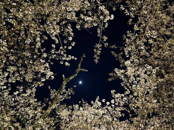 京都観光 約60種400本の桜が咲き乱れる 京都屈指の桜の名所 平野神社 桜ライトアップ 22年4月12日 エキサイトニュース