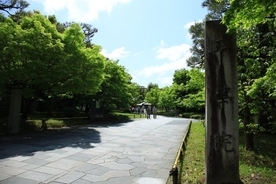 【京都の藤】樹齢300年と言われる貴重な藤が人気「平等院」【京都花めぐり】