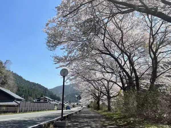 【京都の桜】美山 かやぶきの里でお花見を堪能！日本の原風景が広がる観光スポット