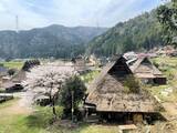 「【京都の桜】美山 かやぶきの里でお花見を堪能！日本の原風景が広がる観光スポット」の画像10