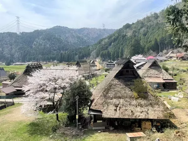 「【京都の桜】美山 かやぶきの里でお花見を堪能！日本の原風景が広がる観光スポット」の画像