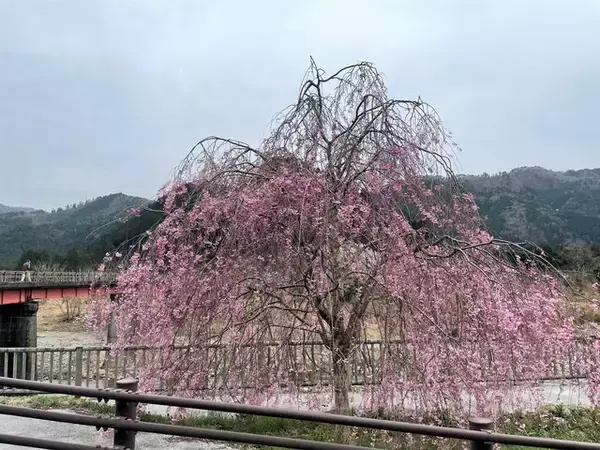 「【京都の桜】美山 かやぶきの里でお花見を堪能！日本の原風景が広がる観光スポット」の画像