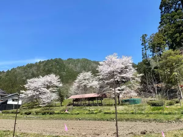 「【京都の桜】美山 かやぶきの里でお花見を堪能！日本の原風景が広がる観光スポット」の画像