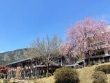 「【京都の桜】美山 かやぶきの里でお花見を堪能！日本の原風景が広がる観光スポット」の画像3