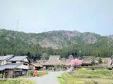 「【京都の桜】美山 かやぶきの里でお花見を堪能！日本の原風景が広がる観光スポット」の画像7