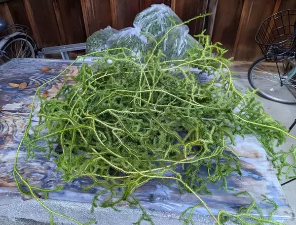 「安井金比羅宮で京都の冬の縁起物「稲宝来」の授与が開始」の画像