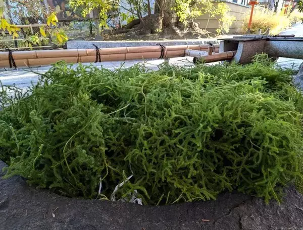 「安井金比羅宮で京都の冬の縁起物「稲宝来」の授与が開始」の画像