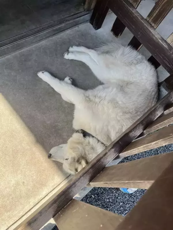 「【京都美山】築250年 かやぶき民家で食べる焼き立て石窯ピザ『さかや pizza cafe』」の画像