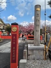 【2026京都桜スポット】知る人ぞ知る桜の名所「車折神社」の河津桜が見ごろ！