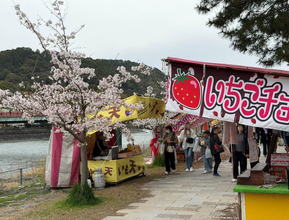 今年で開催50回！桜咲く宇治の恒例イベント「宇治川さくらまつり」